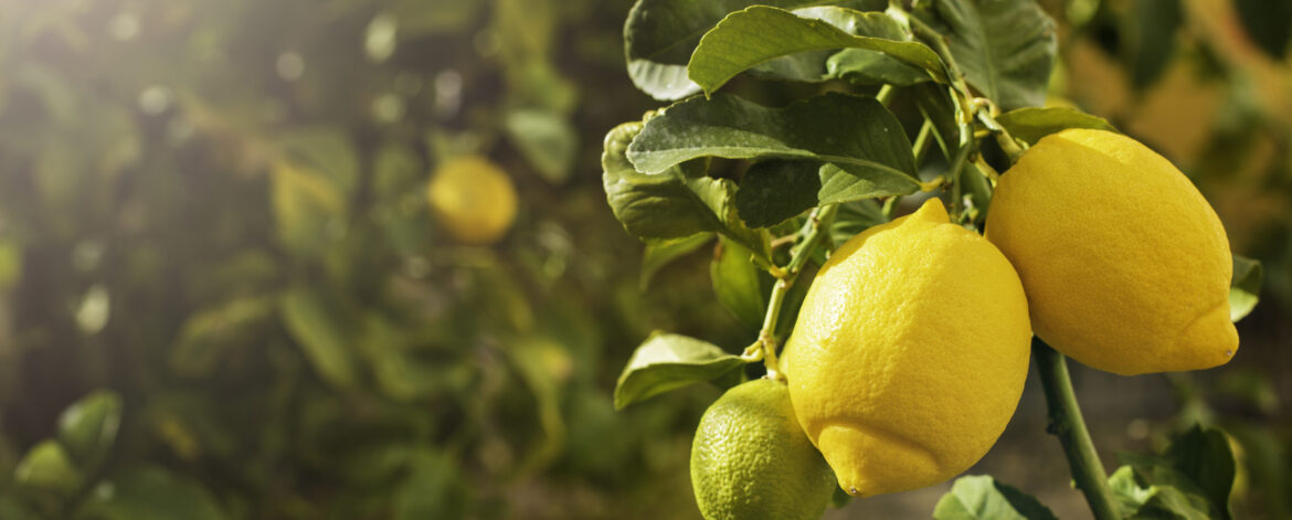 Bunch of fresh ripe lemons on a lemon tree branch in sunny garden.