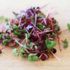 Micro Herbs